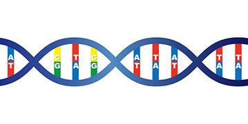 遺伝子（DNA）の２重螺旋のイメージ・イラスト